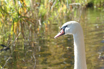 Horizontal close-up portrait image of a beautiful white colored Cygnus olor (mute swan, Hockerschwan) swimming in the lake on a warm and sunny autumn day