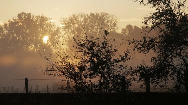 Places of World War One in Belgium: misty sunrise on Plugstreet Wood 