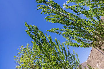 Desert and mountain over blue sky and white clouds on altiplano