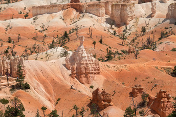 landscape on the bryce canyon in the united states of america