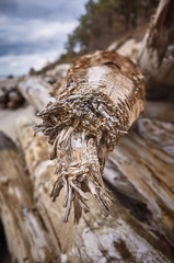 Close up picture of an old piece of wood, selective focus, natural abstract background.
