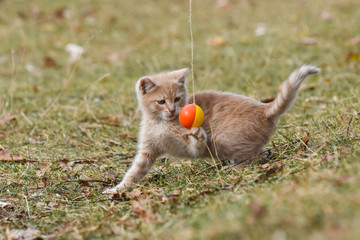 Tabby kitten play in backyard. Fluffy kitty play with a ball © Ivan