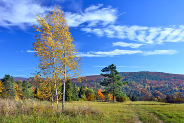 Fototapeta premium Colorful trees on a slope with dry grass under blue sky with white clouds. Autumn landscape in Low Beskids (Beskid Niski), Poland 