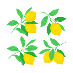 Set of lemon tree branches with lemons. Vector illustration.