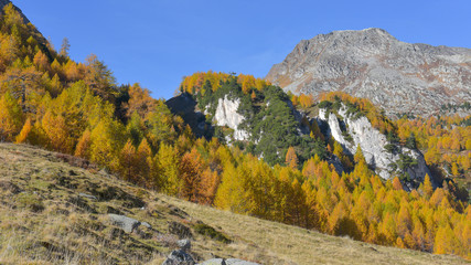 Gruppo di larici gialli sulle pendici della montagna in autunno