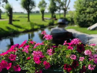 Flowers on a bridge in Dedgum
