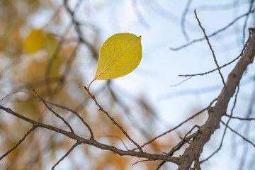 Yellow autumn leaf on a branch. Blue sky background. Closeup, selective focus