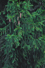 green spruce with cones. spruce background