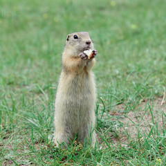 Naklejka na ściany i meble cute gray gopher standing on his hind legs and eating bread in the green summer grass