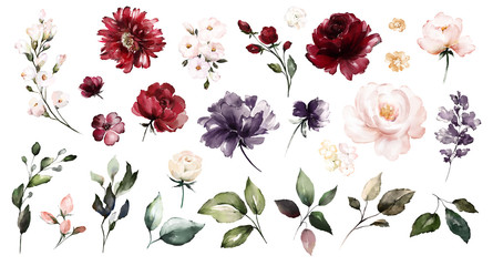 Set watercolor elements of roses collection garden red, burgundy flowers, leaves, branches, Botanic  illustration isolated on white background.  bud of flowers
