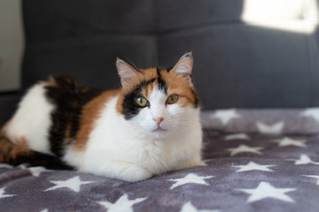 Cat of three colors on a gray background