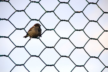 Sparrow sitting on the lattice