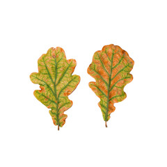  oak leaf dry multicolored