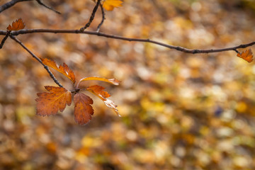 Yellow autumn rowan leaf on a branch against the background of autumn foliage. Closeup, selective focus