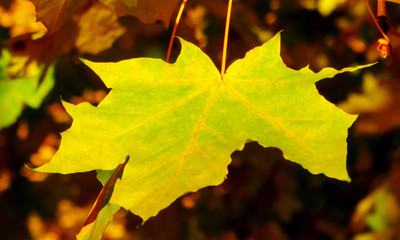 Autumn maple leaves yellow green on a dark background shadow