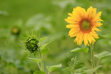 green and blooming sunflower in the field