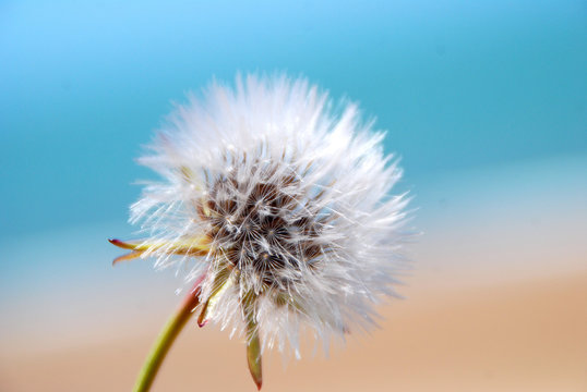Fototapeta DIENTE DE LEÓN O TARAXACUM CON FONDO DEL MAR EN LA PLAYA