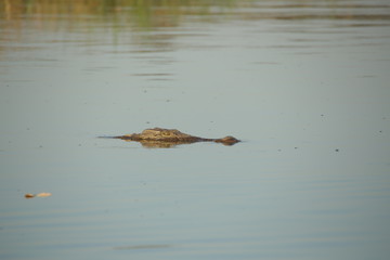 Head of a Nile crocodile surfacing on the Okavango river Africa