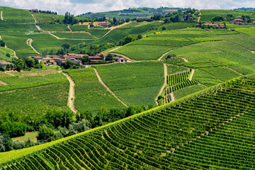 Vineyards near Barbaresco, Cuneo, in Langhe