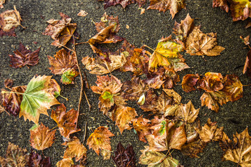 leaves at autumn after rain