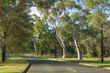 Park road full of trees at the afternoon