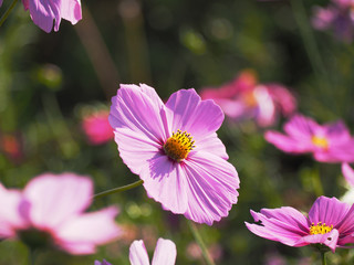 コスモスの花