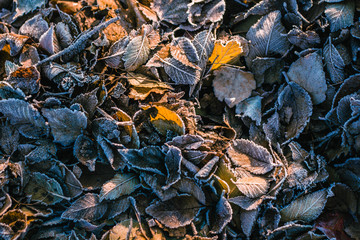 Hoarfrost foliage in early autumn morning.
