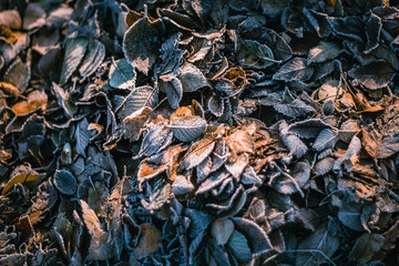 Hoarfrost foliage in early autumn morning.
