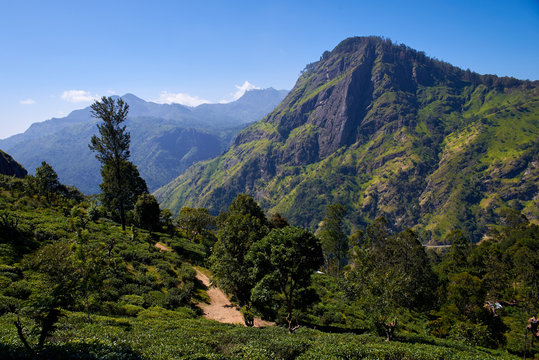  landscape with tea plantations and The Ella Rock   in Sri Lanka