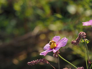 コスモスの花と蜜蜂