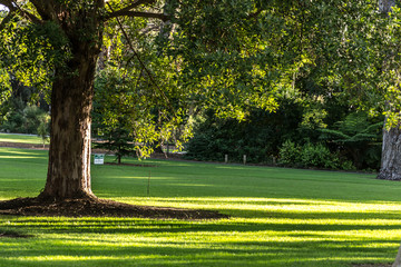 Park scene at kings park trees and grass