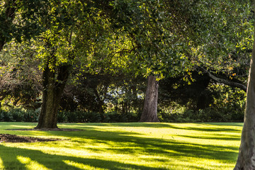 Park scene at kings park trees and grass