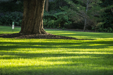 Park scene at kings park trees and grass