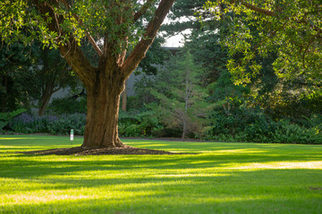 Obraz premium Park scene at kings park trees and grass