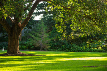 Park scene at kings park trees and grass