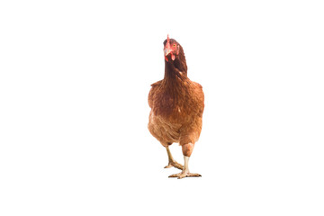 isolated brown chicken walking,brown hen on white background
