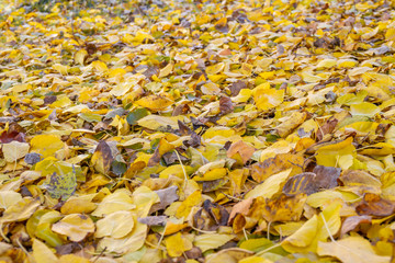 Background from multicolored autumn foliage. Selective focus