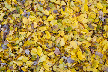 Background from multicolored autumn foliage. Top view