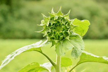 green sunflower in the garden