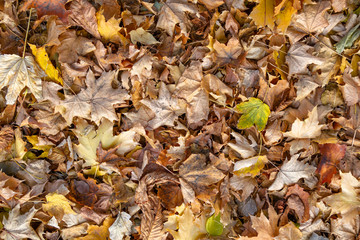 Background from dried autumn foliage. Top view