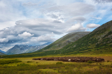 Obraz premium Large herd of reindeers in summer, Yamal, Russia