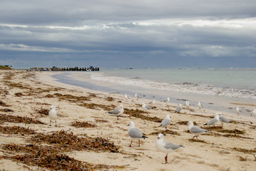 Sea birds at the beach in a cloudy day