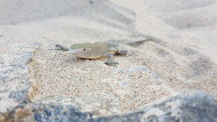 Salamander