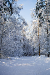 Picturesque photo of snowy trees in forest