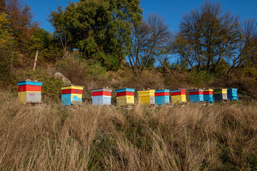 Obraz premium Beehive with bees in a honey farm. Wooden multi-colored beehive