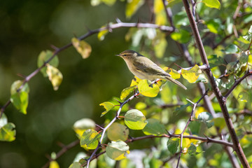 Phylloscopus collybita bird on tree in the park