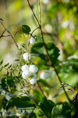 Symphoricarpos albus (Common Snowberry) plant with white berries. Selective focus. Shallow depth of field.