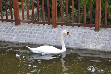 White swan swims in the park. 