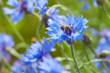 Blue flowers of cornflowers