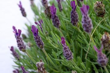 Lavender close up in front of white background